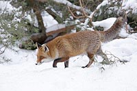 Fuchs schnuert vor Gebuesch