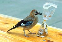 Eichelhaeher mit Kekstuete