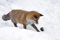 Fuchs spielt mit Maulwurf Schn