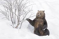 Braunbaer am Holunderbusch