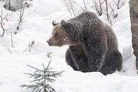 Braunbaer gespannt guckend