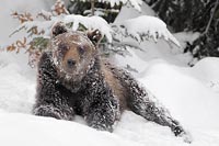 Braunbaer im Schnee liegend