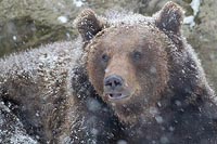 Braunbaer Kopf bei Schneefall