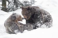 Braunbaeren im Schnee spielend
