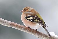 Buchfink Maennchen auf Ast