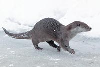 Fischotter laufend am Eisrand