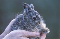 Feldhase in den Haenden