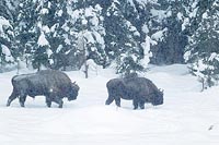 Wisent 2 Ex im Schnee