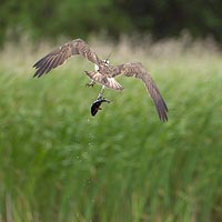 Fischadler Fisch drehend