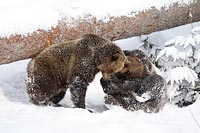 Baeren 2 Junge liebevoll