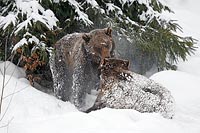 Baeren im Schnee sich schuette