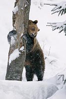 Baerin umarmt einen Baumstamm