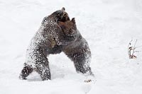 Braunbaer 2 im Stehen ringend