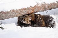 Braunbaer 2 Junge fluesternd