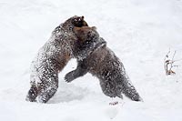 Braunbaer 2 Ringkampf im Stehe