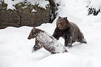 Braunbaeren Fangen spielend