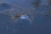 Moorfrosch_M�nnchen