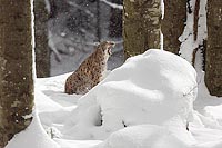 Luchs gaehnend Schneefall