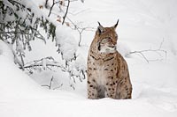 Luchs im Schnee sitzend