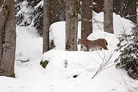 Luchs steift durch Winterwald