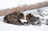 Braunbaer 2 Junge sich anschau