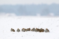 Rebhuhn Gruppe im Schnee