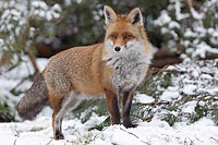 Rotfuchs a Waldrand sichernd