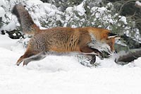 Rotfuchs im Schnee im Sprung