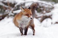 Rotfuchs verharrend im Schnee