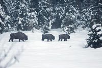 Wisentherde 3 durch Schnee geh