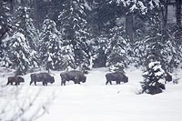 Wisentherde stapft durch Schne