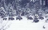 Wisentherde vor Winterwald