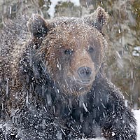 Braunbaer heftiger Schneefall
