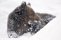 Braunbaer in Schneewehe