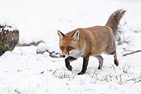 Rotfuchs im Schnee gehend