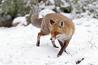 Rotfuchs Richtung wechselnd