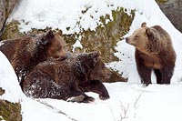 Baeren Junge mit Mama Hoehle