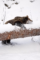 Braunbaer am Stamm ausruhend