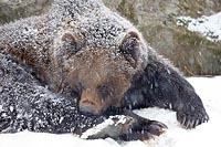Braunbaer bei Schneefall ruhen