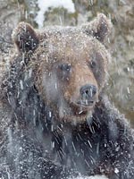 Braunbaer starker Schneefall