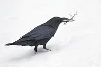 Kolkrabe Nistmaterial Schnee