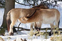 Przewalski Pferd saeugend