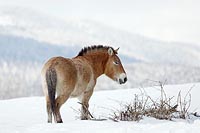 Przewalski Pferd Schneelandsch