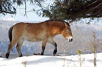 Przewalski Pferd un Baeumen ge