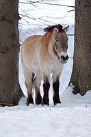 Przewalski Pferd zw Baeumen Sc