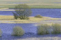 Elbtalaue ueberschw Wiesen