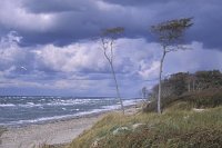 Ostsee Dar� Windfluechter 1