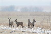 Rehwild im Schneetreiben