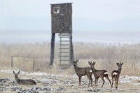 Rehwild v Jagdkanzel Winter