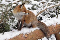 Rotfuchs auf Baumstamm